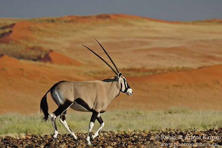 Gemsbok, Namibia