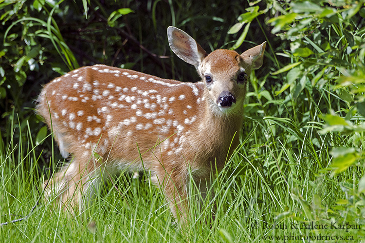 fawn, Saskatchewan