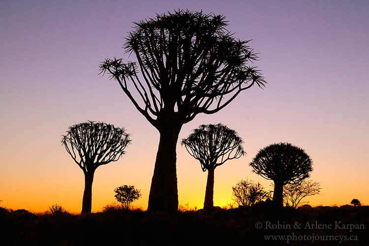 Quiver trees, Namibia