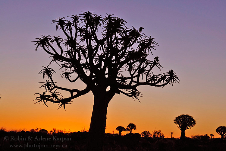 Quiver tree, Namibia