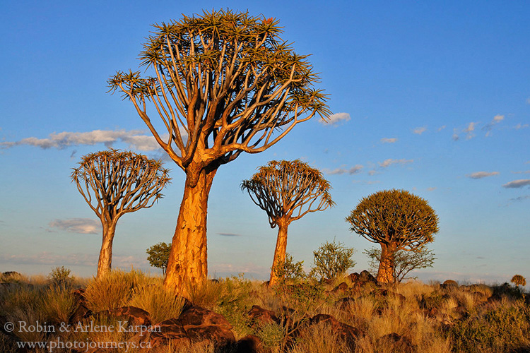 Quiver tree, Namibia