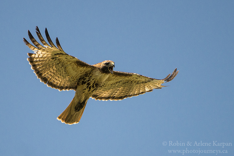 Red-tailed hawk, Saskatchewan