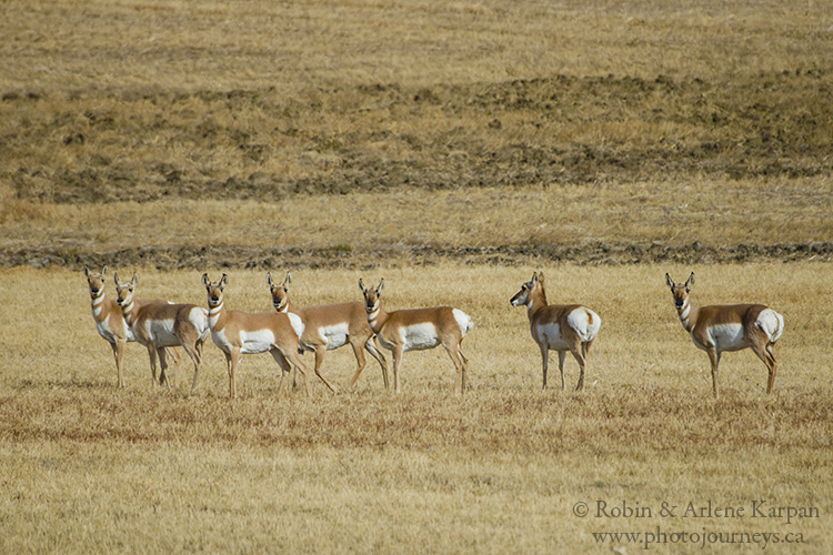 Pronghorn, Saskatchewan