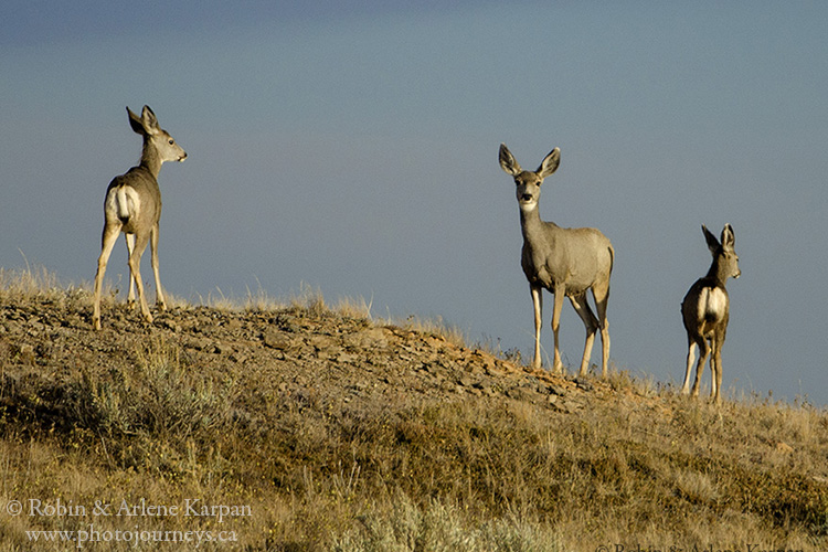 Mule deer, Saskatchewan