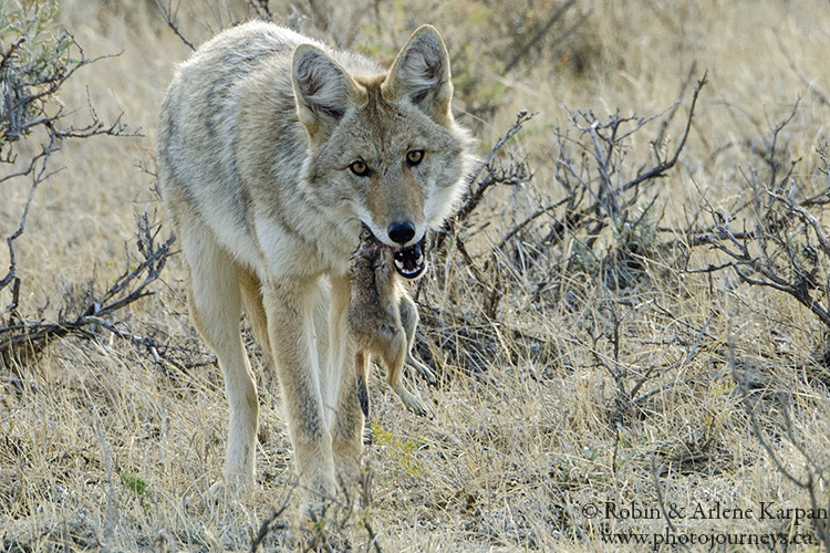 Coyote and prairie dog, Saskatchewan
