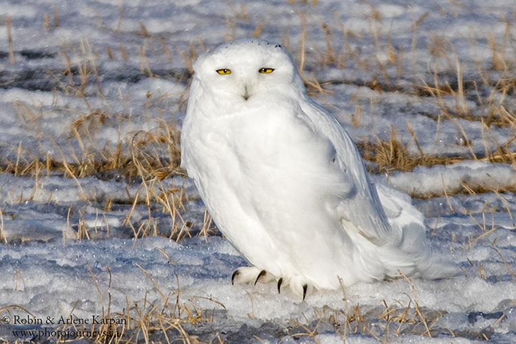 snowy owl, Saskatchewan