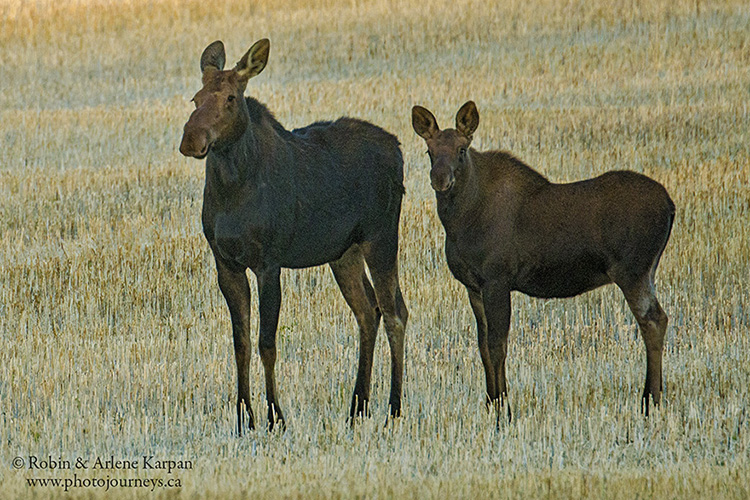 moose, Thickwood Hills, Saskatchewan
