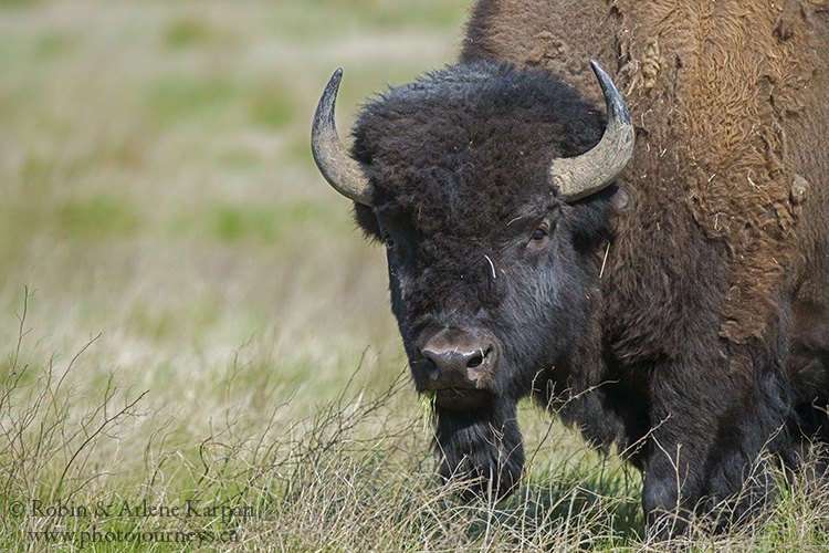 Bison, Grasslands National Park