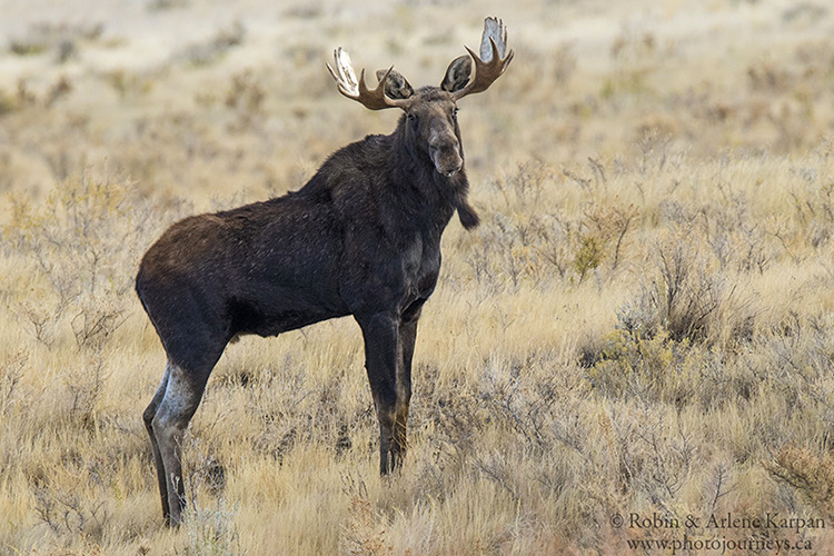 Moose in the Frenchman River Valley, Grasslands National Park, SK