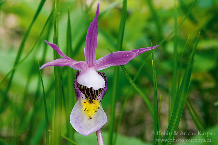 Calypso Orchid, Cypress Hills, SK