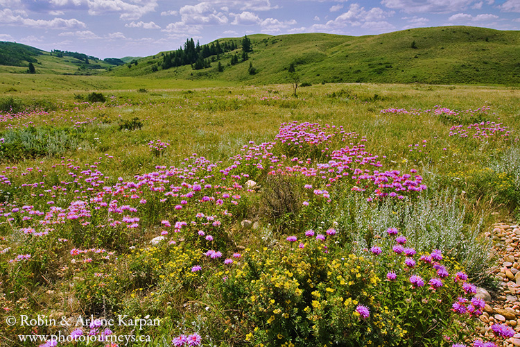 Wildflowers, Cypress Hills, SK