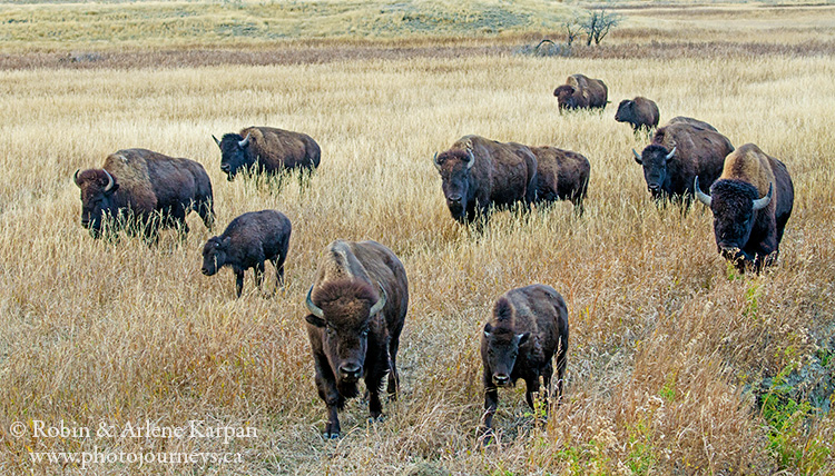 Bison, Grasslands National Park, SK